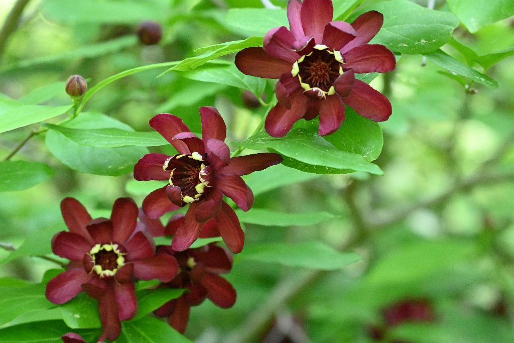 2025-06169042 Acton Arboretum, MA.JPG